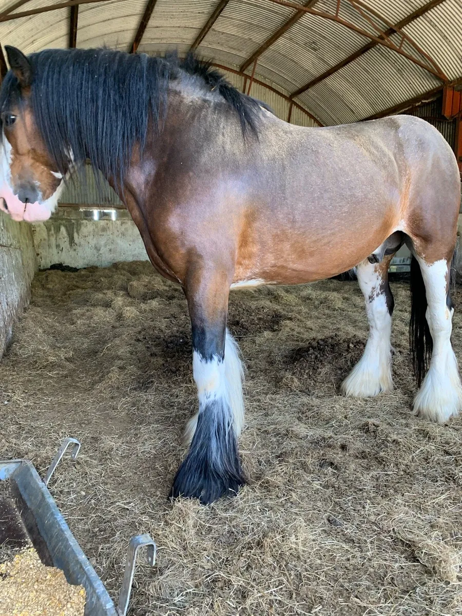 Bay stallion - Image 3