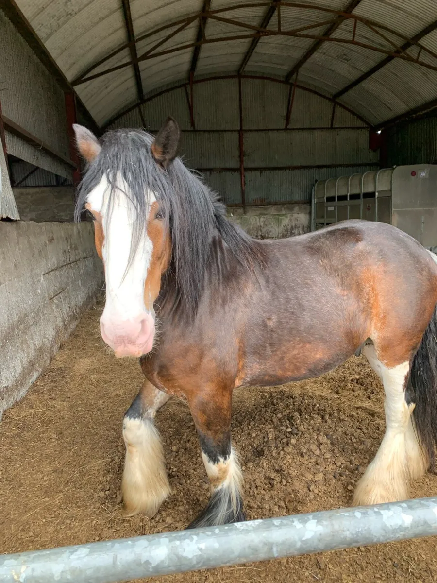 Bay stallion - Image 4