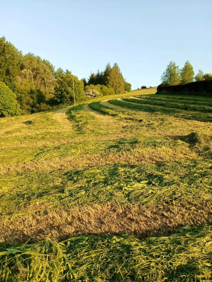 2025 hay - Image 1