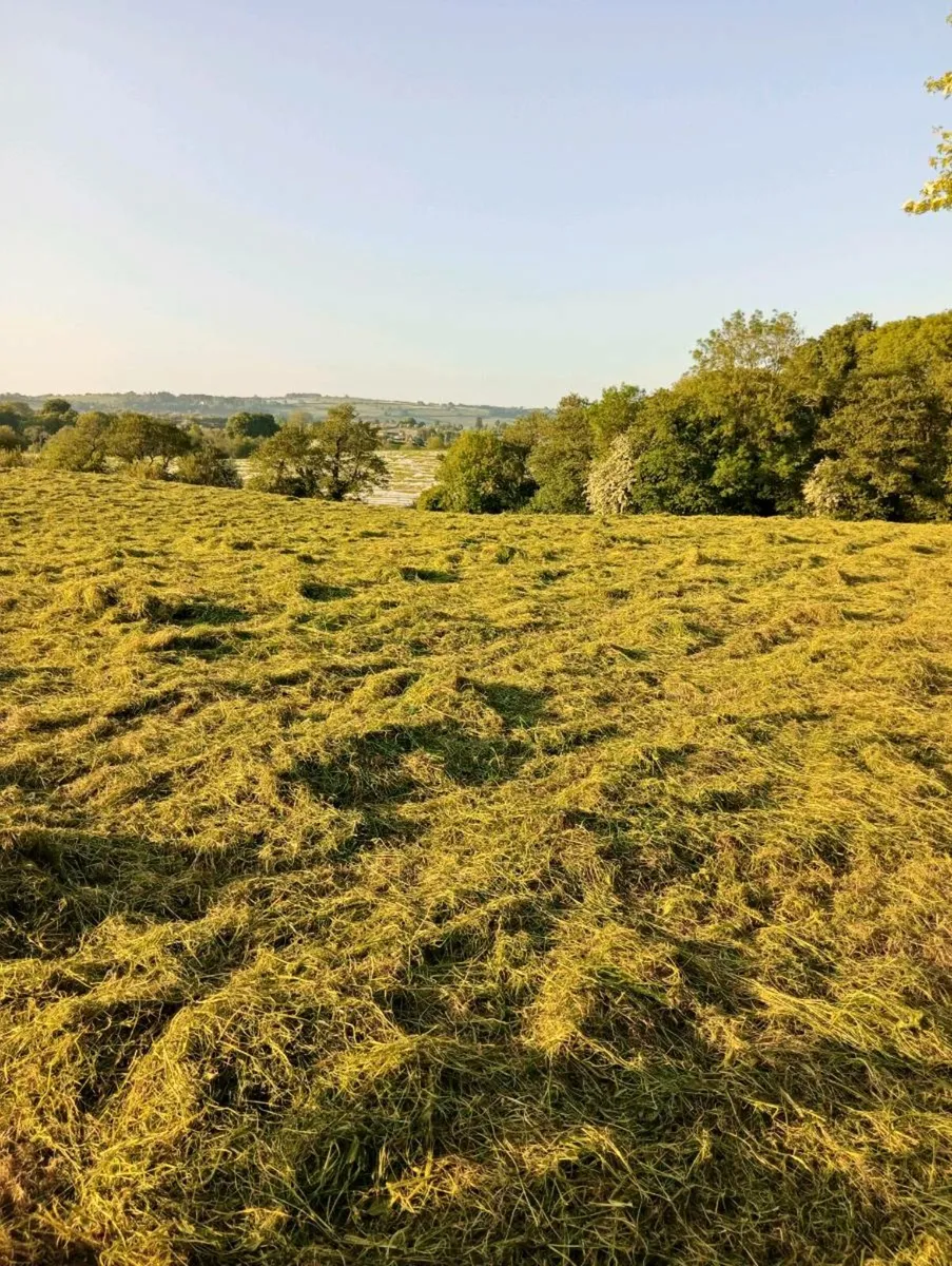2025 hay - Image 3