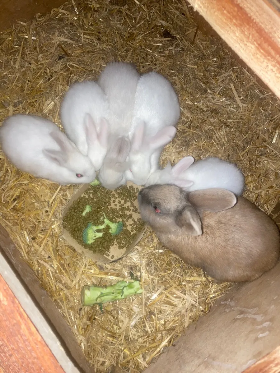 Pet rabbits. - Image 1