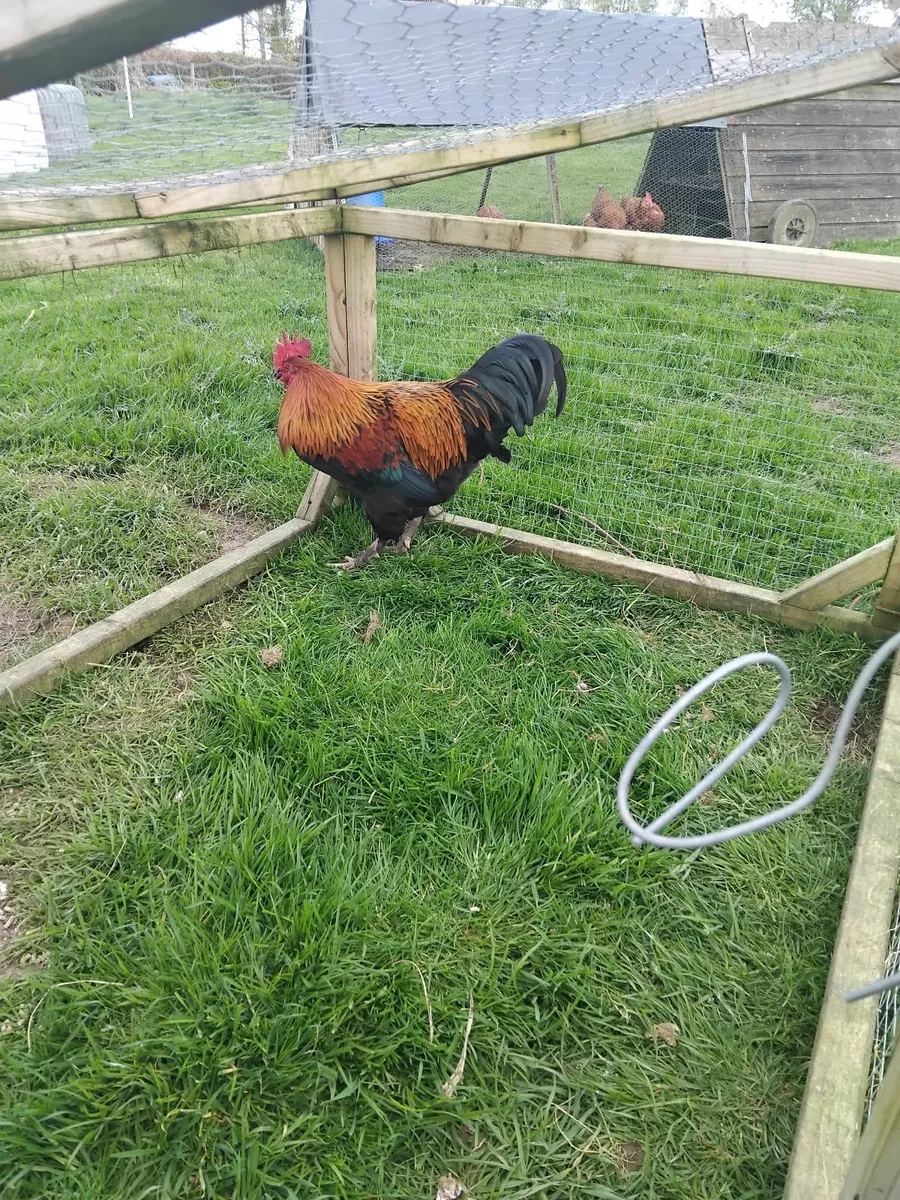 Roosters maran, cream legbar - Image 4