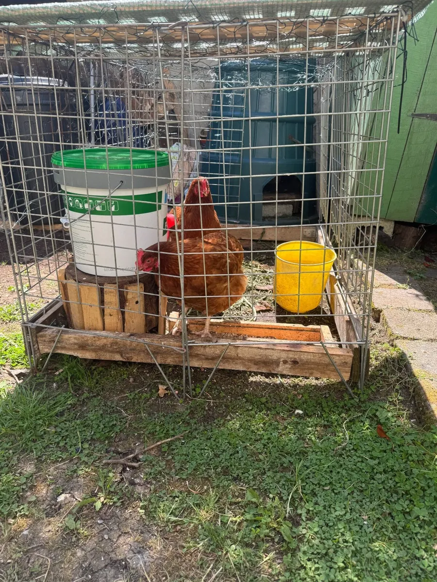 2 roosters - Image 1