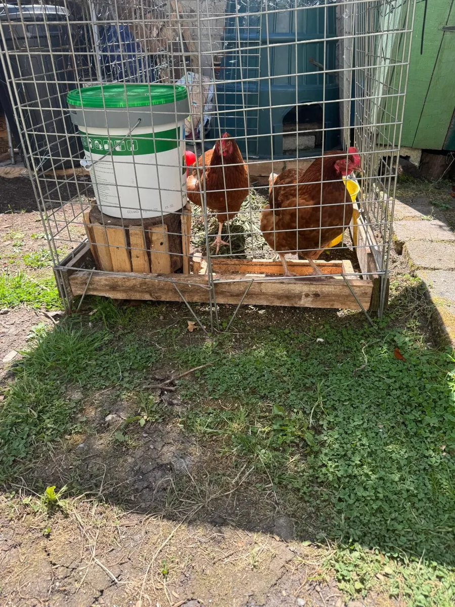 2 roosters - Image 2