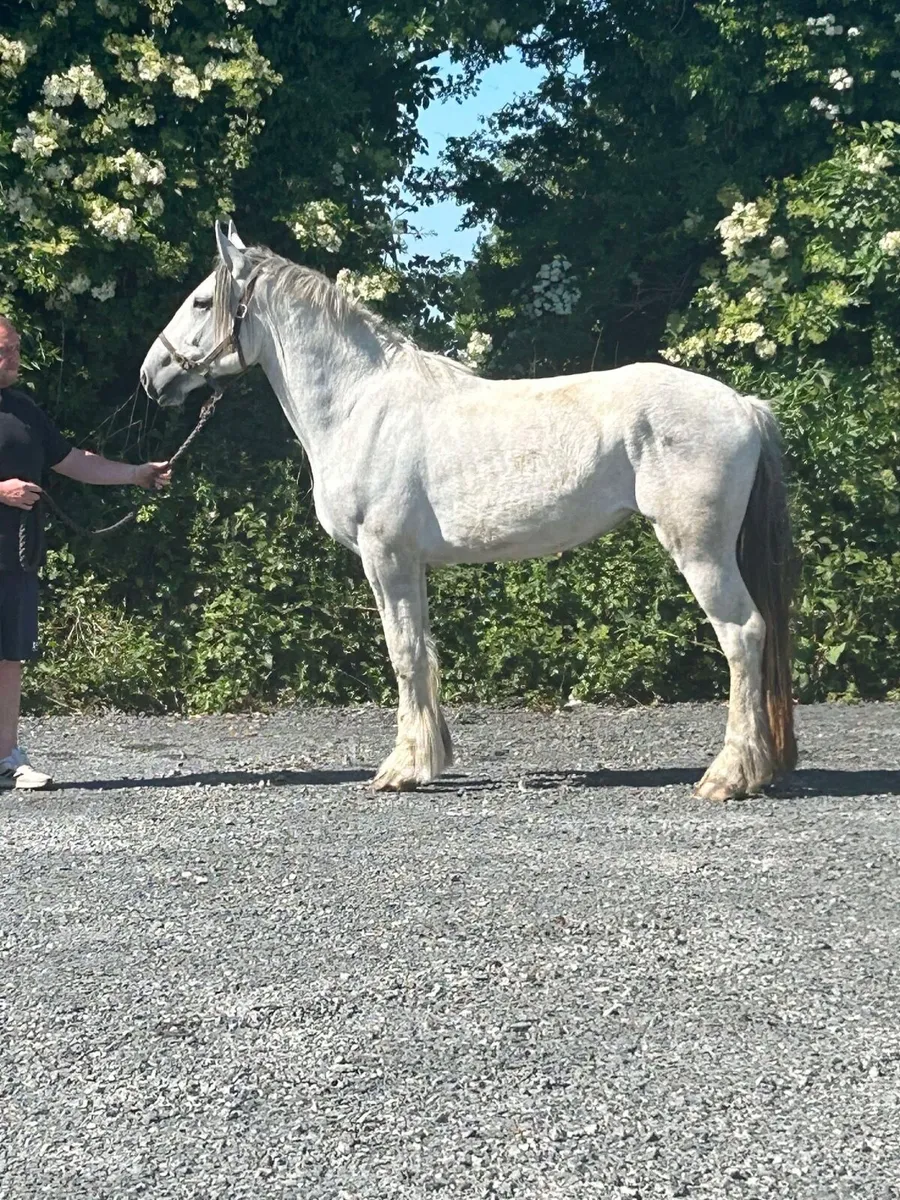 16/2 Clydesdale x percheon - Image 1