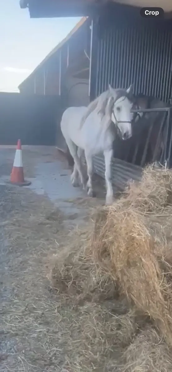 16/2 Clydesdale x percheon - Image 2