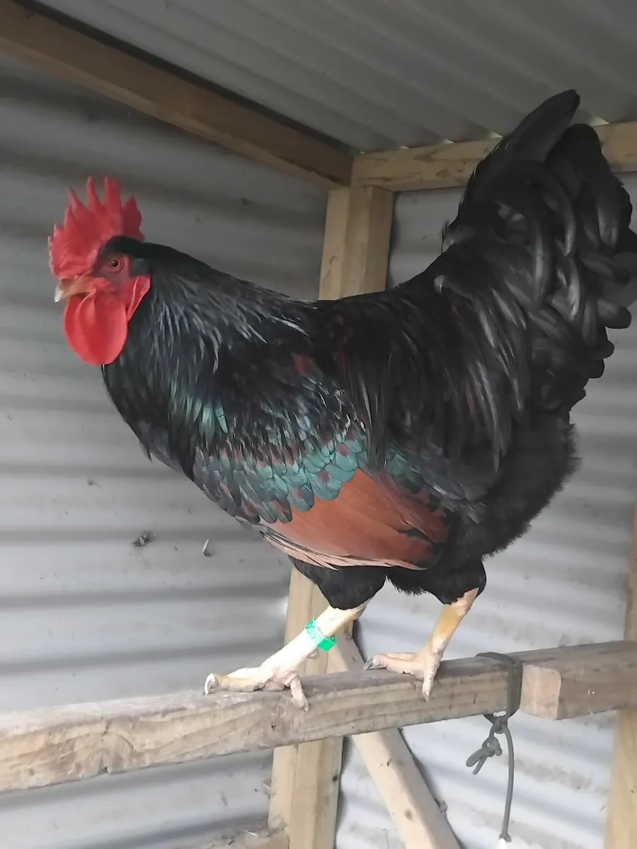 Roosters maran, cream legbar - Image 1