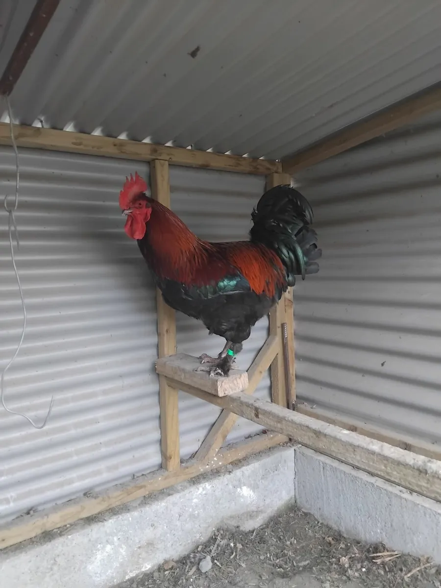 Roosters maran, cream legbar - Image 2