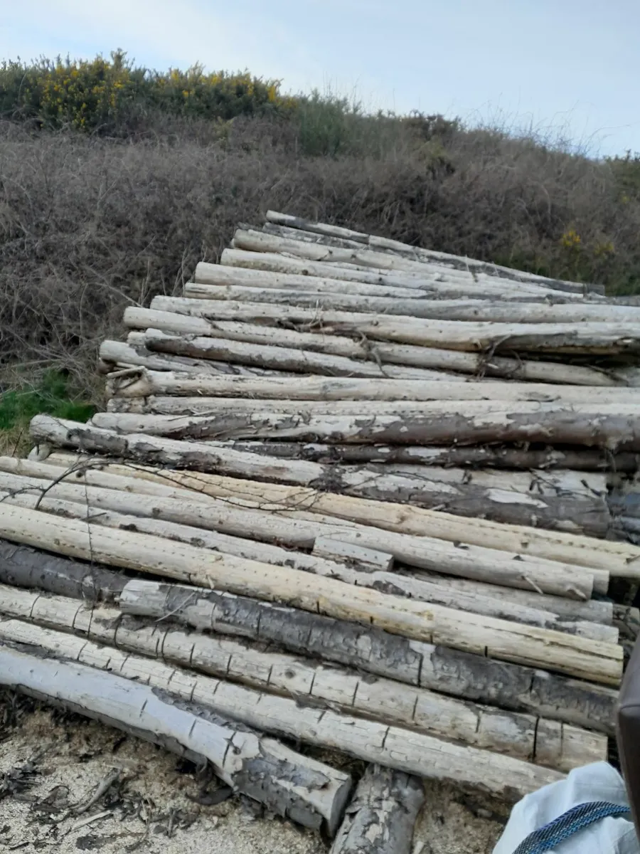 Firewood - Image 1