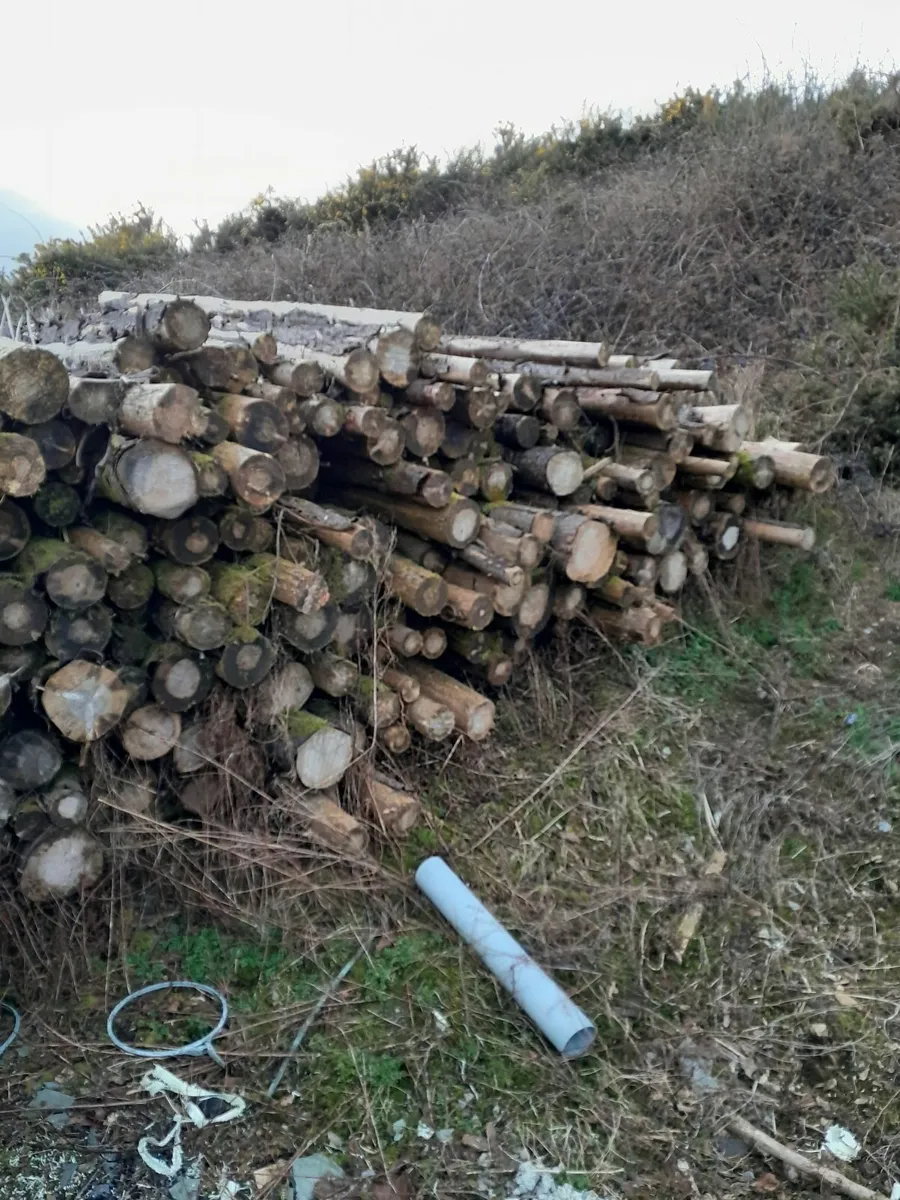 Firewood - Image 2
