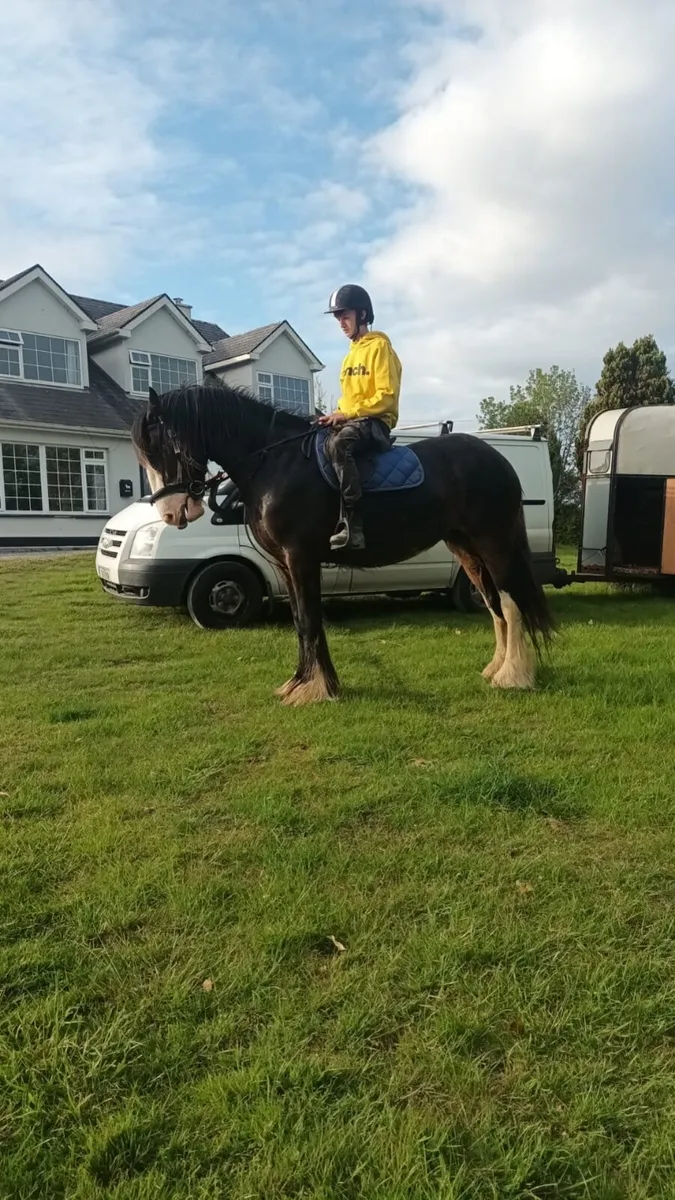 4 Year old Mare - Image 1