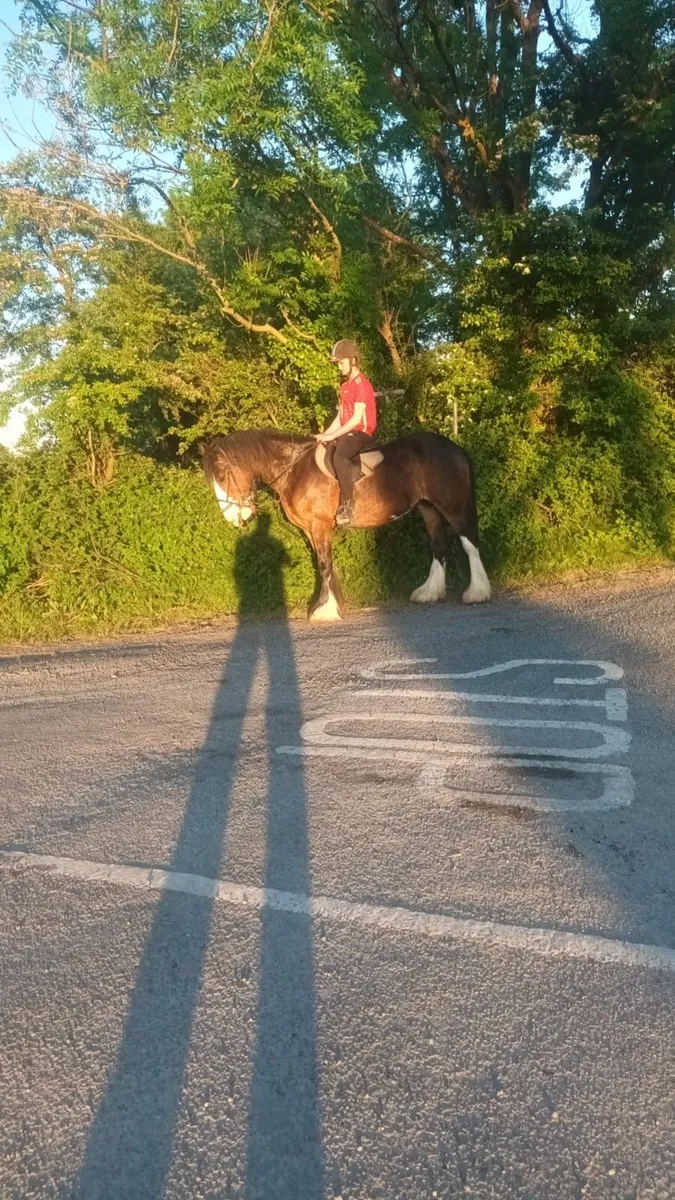 4 Year old Mare - Image 2