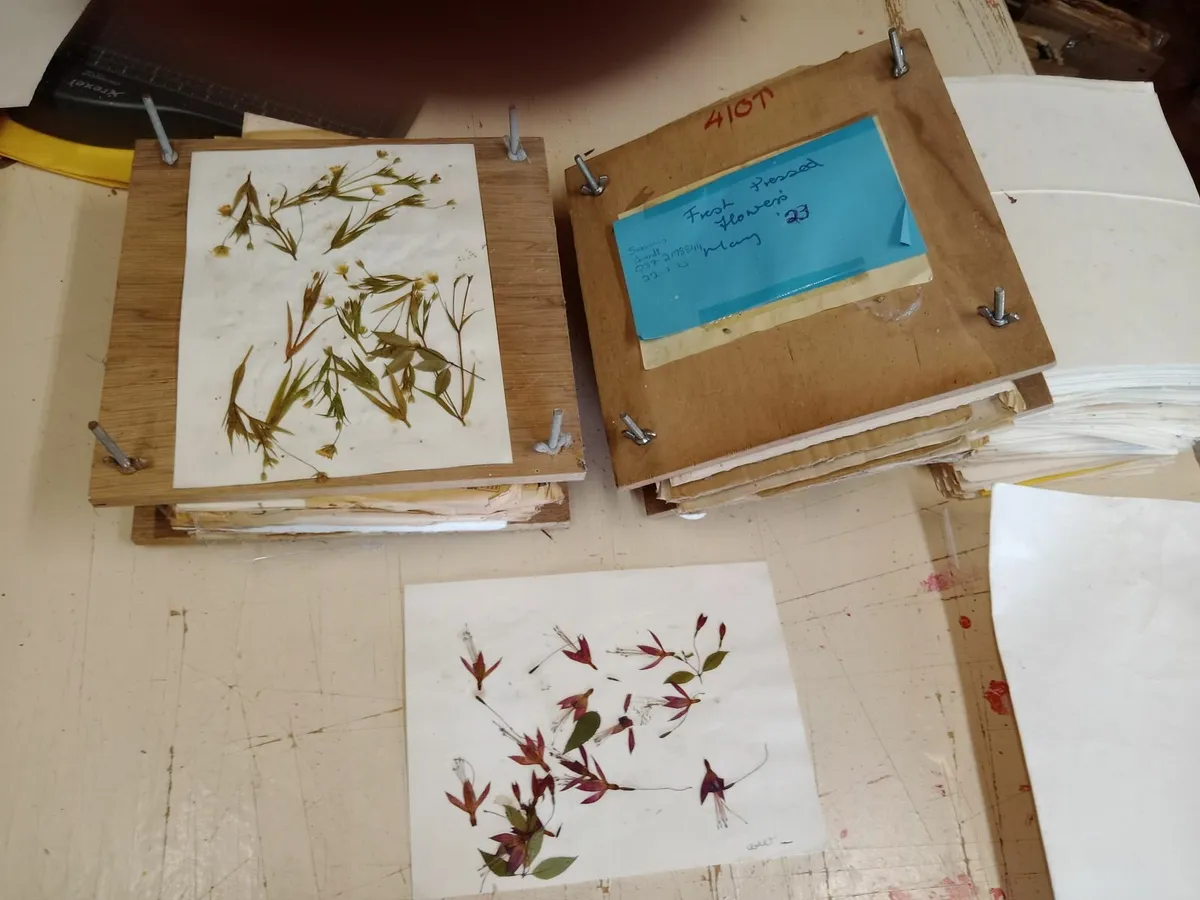 Dryed Flowers & Leaves in Presses - Image 1