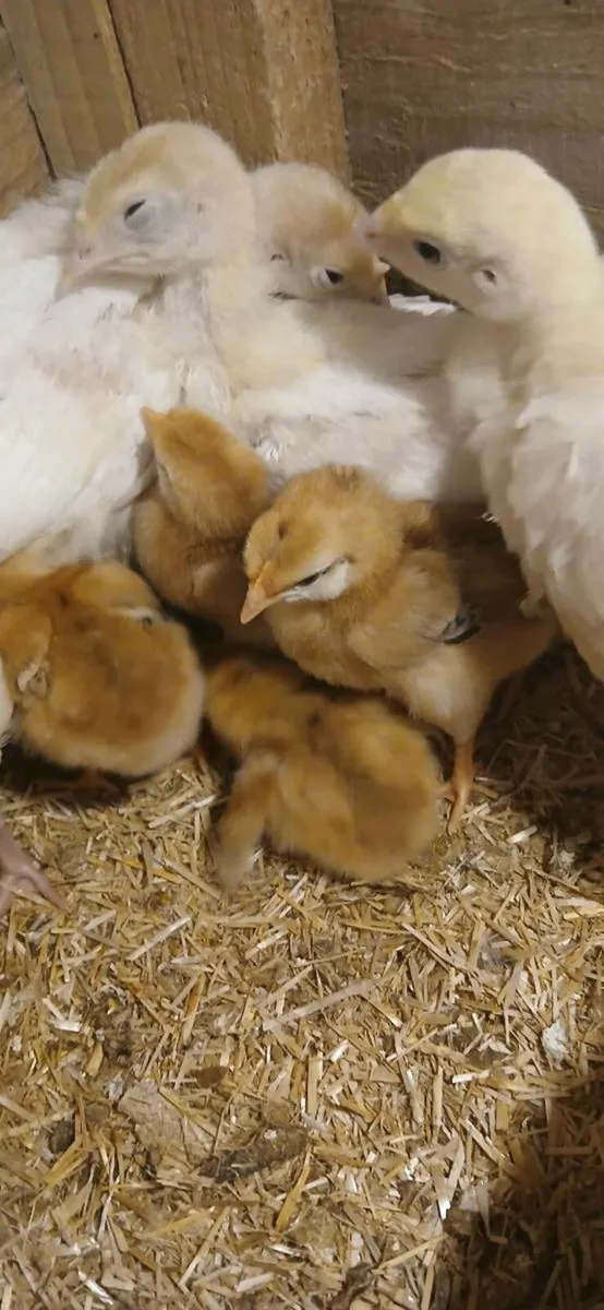 Turkey  chicks  and  fiesta  red  chicks - Image 1