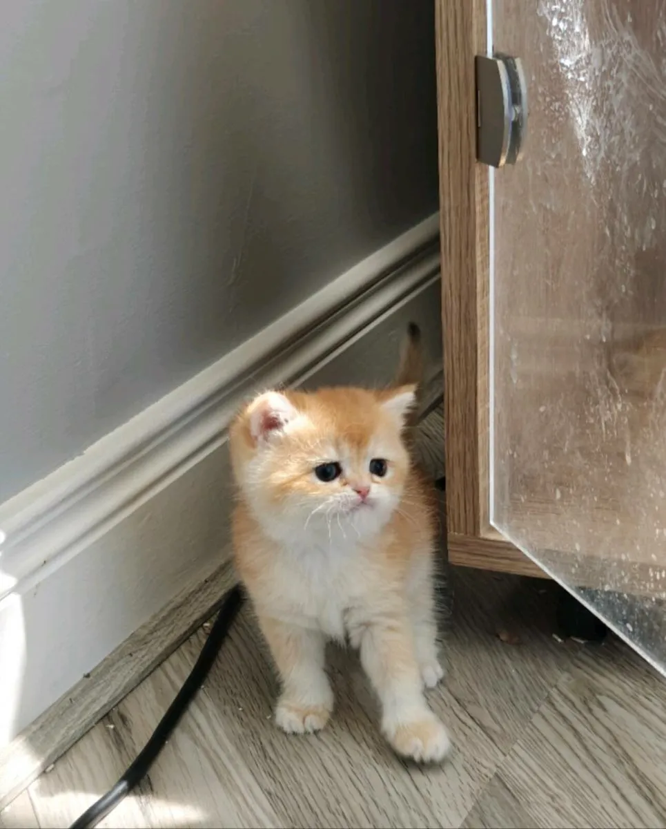 British shorthair kitten - Image 1