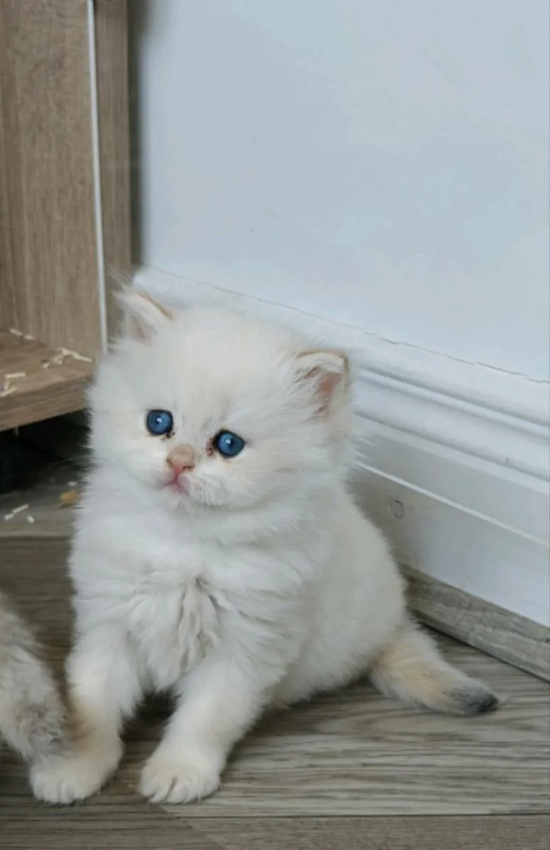 British shorthair kitten - Image 2