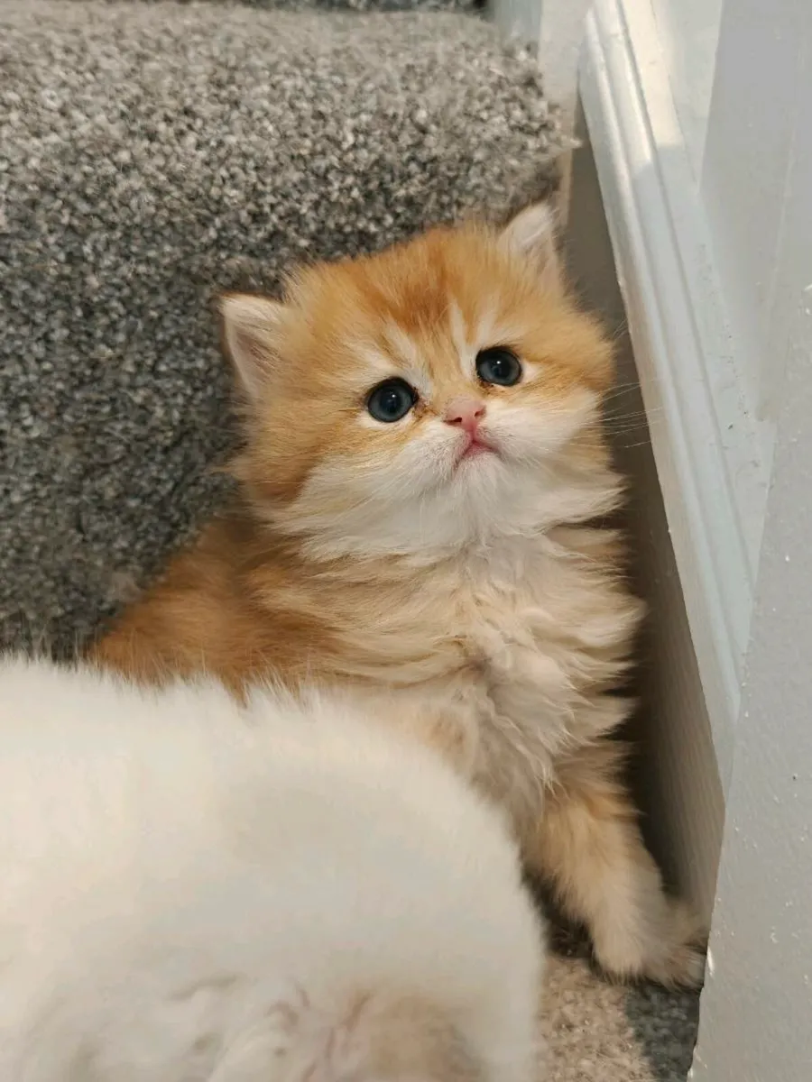 British shorthair kitten - Image 3