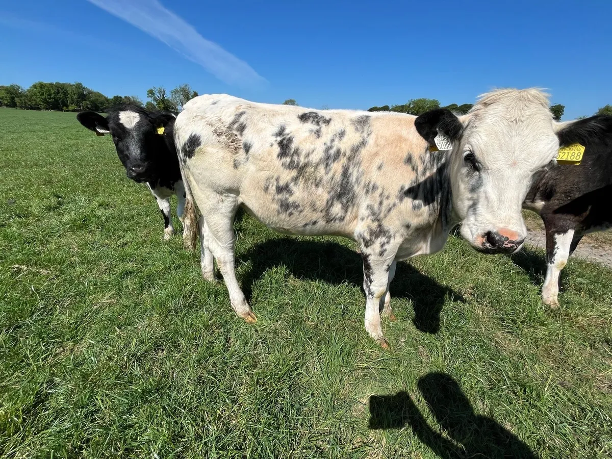 Belgian blue - Image 2