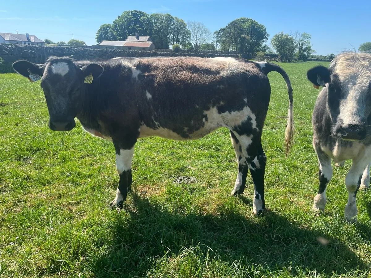 Belgian blue - Image 3