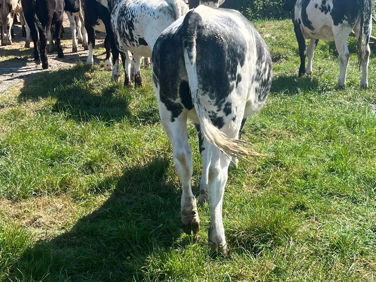 Belgian blue - Image 4