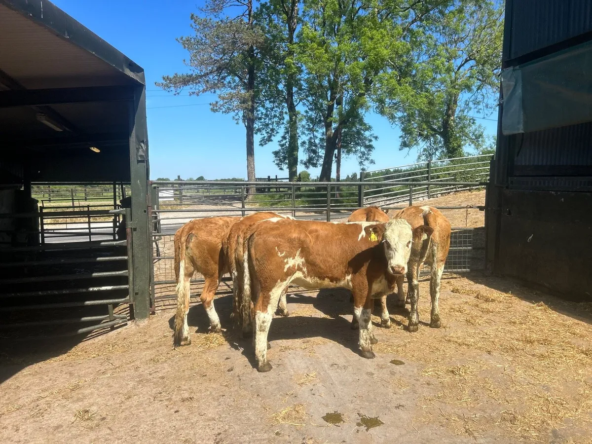 5 super 420 kg red Simmental breeding heifers - Image 1