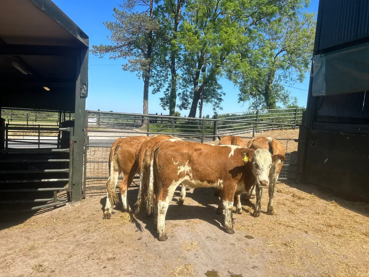 5 super 420 kg red Simmental breeding heifers - Image 2