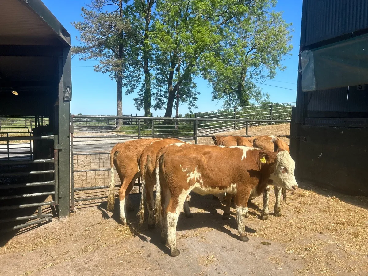 5 super 420 kg red Simmental breeding heifers - Image 3