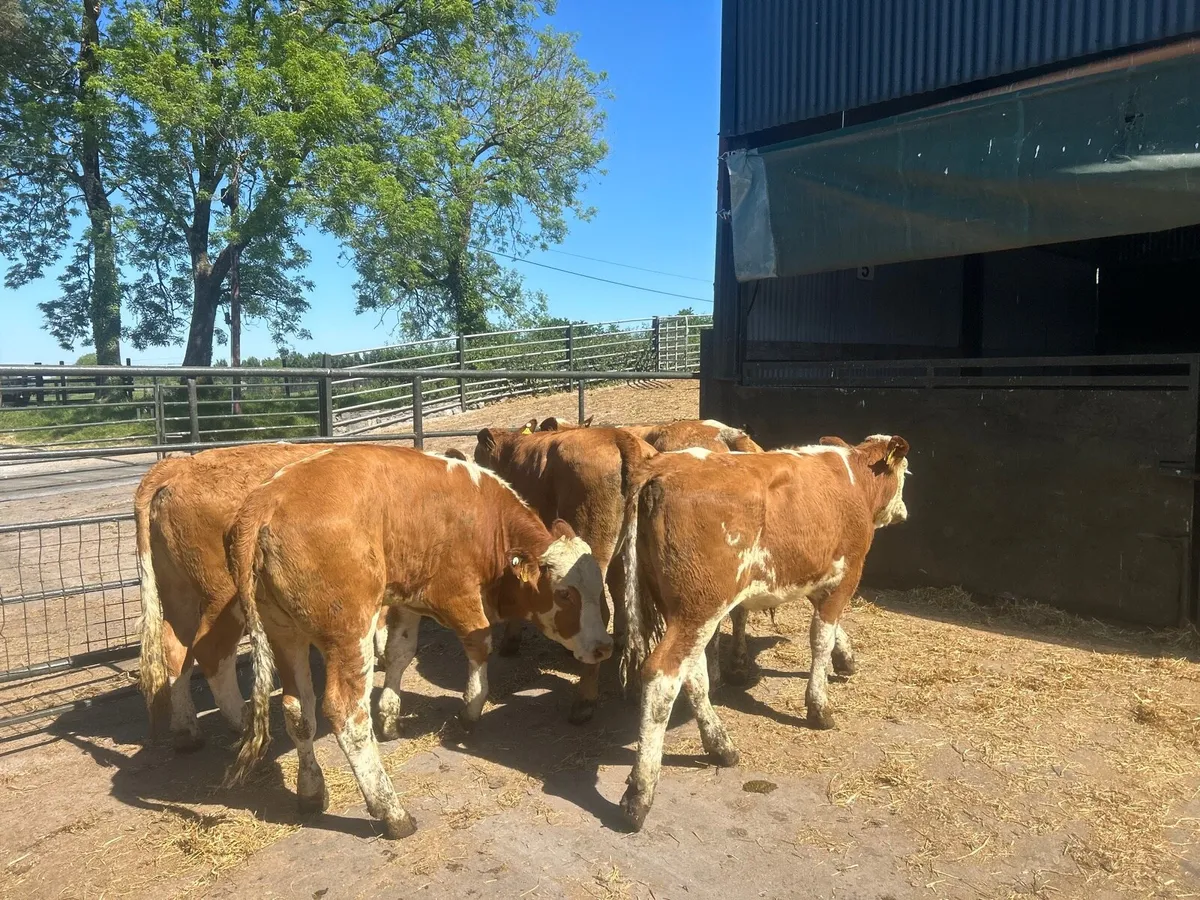 5 super 420 kg red Simmental breeding heifers - Image 4