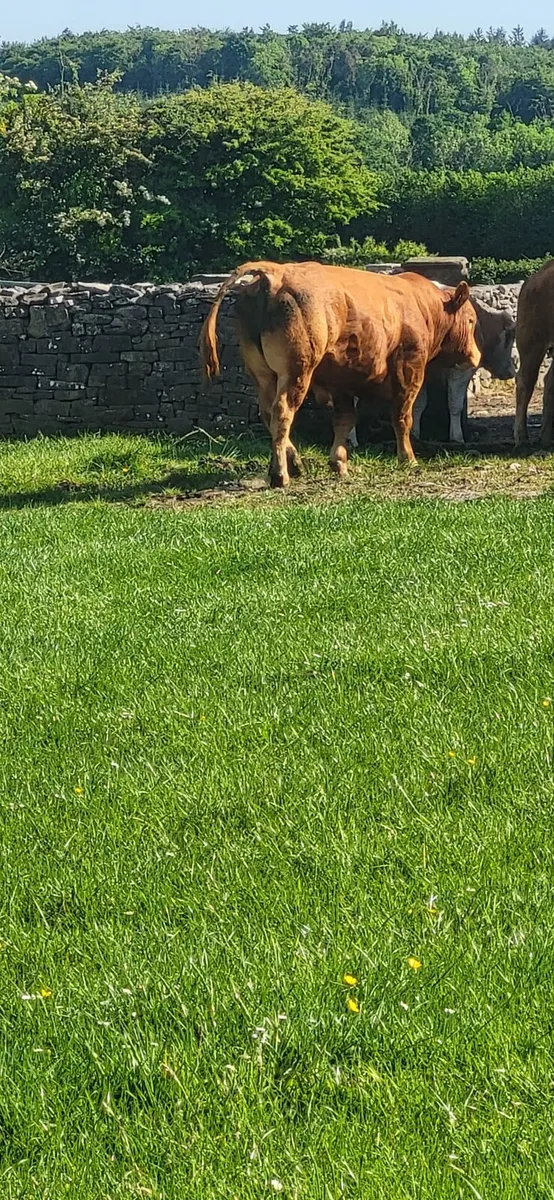 Beef cattle - Image 1