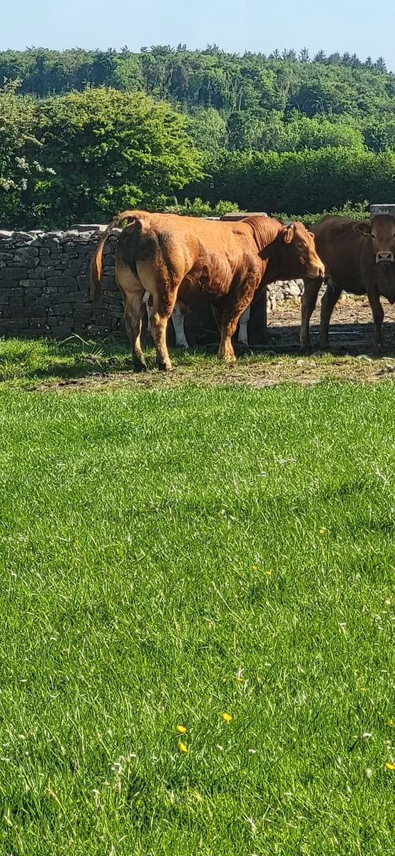 Beef cattle - Image 3