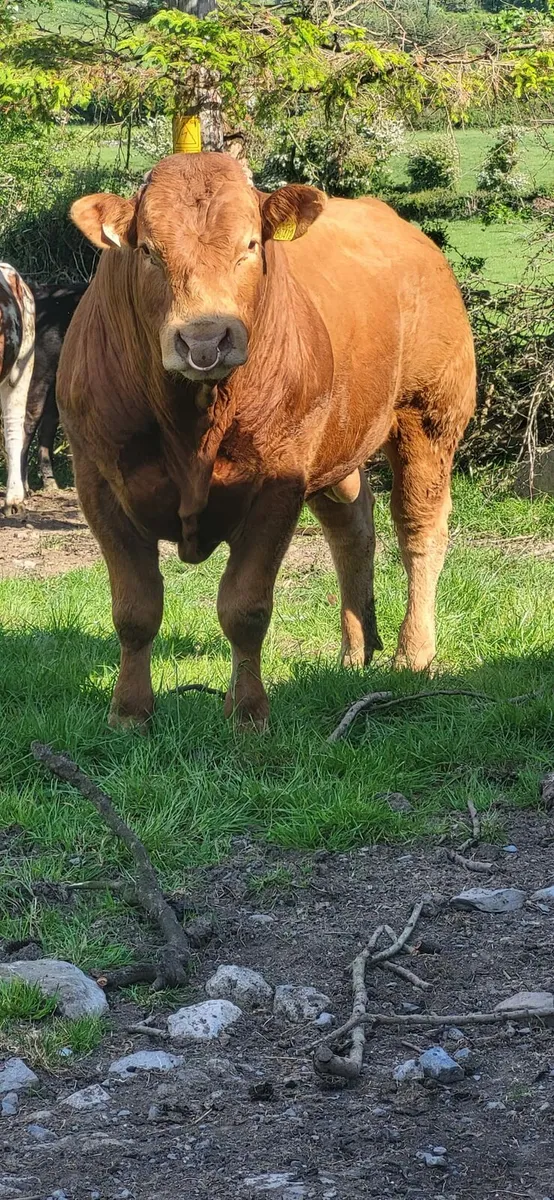 Beef cattle - Image 4