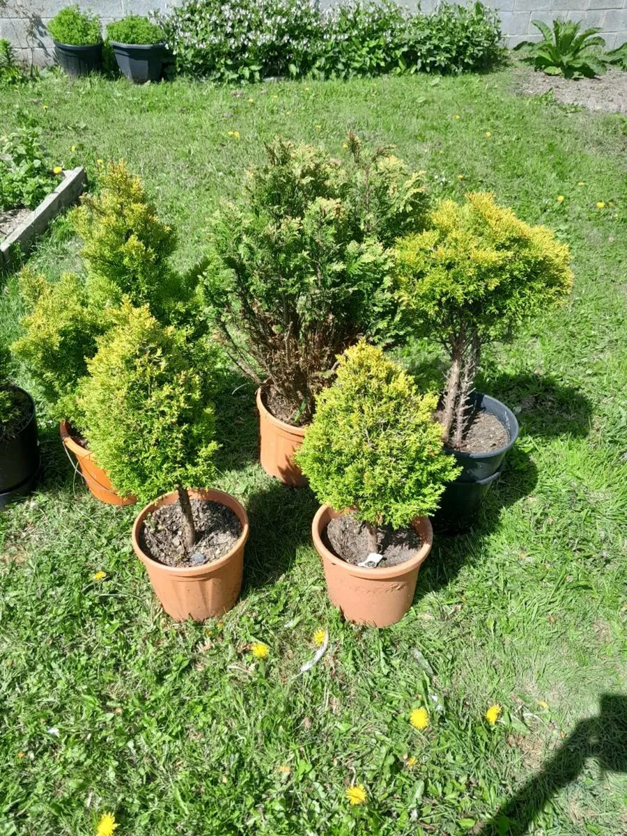 Leyland cypress/evergreen plants - Image 1