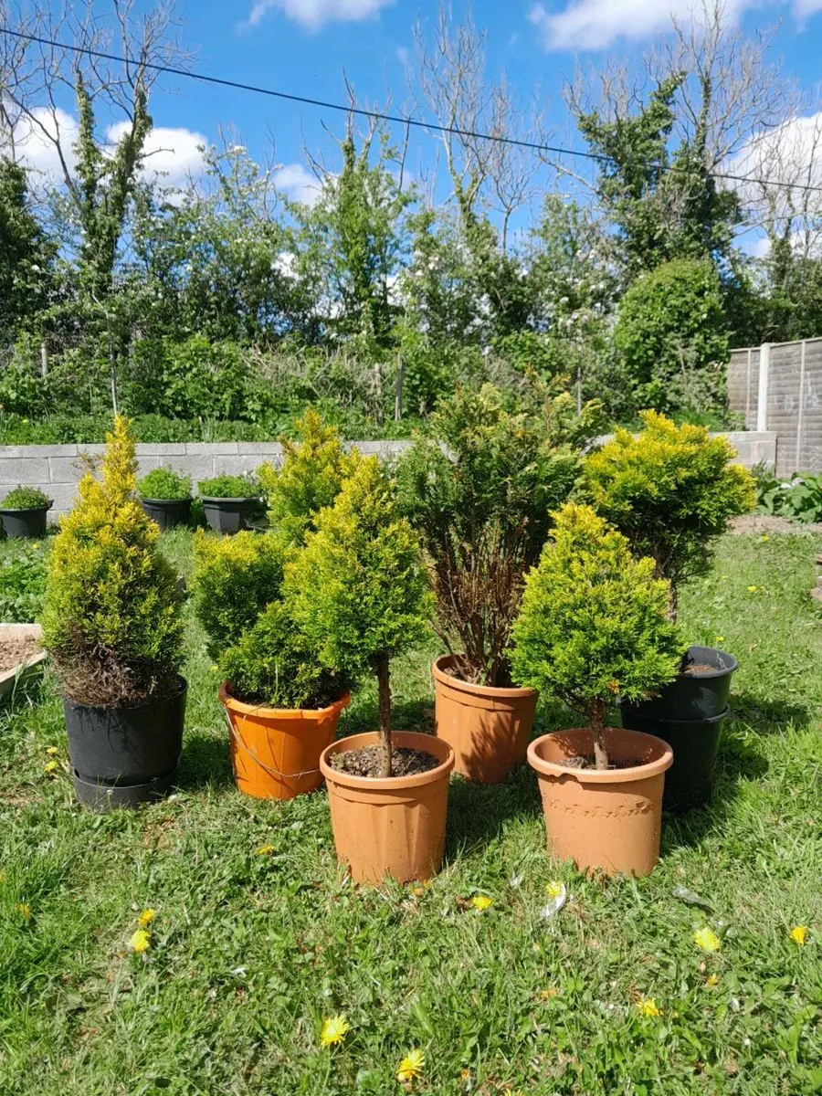 Leyland cypress/evergreen plants - Image 2