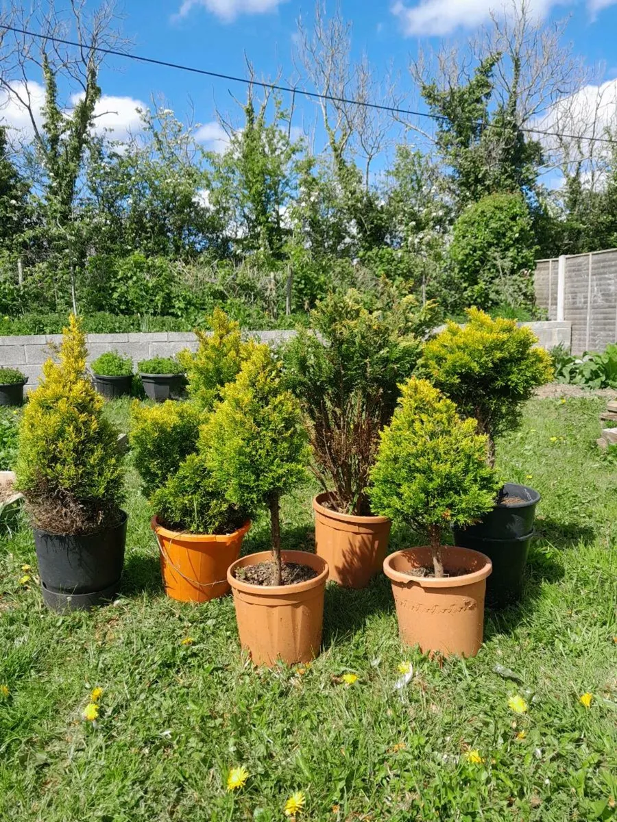 Leyland cypress/evergreen plants - Image 3