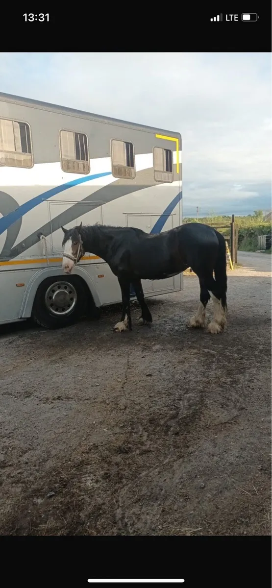 4 Year old Mare - Image 4