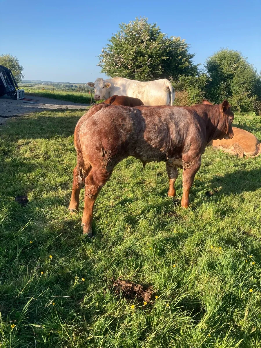 Show calf for sale lm x bb - Image 1