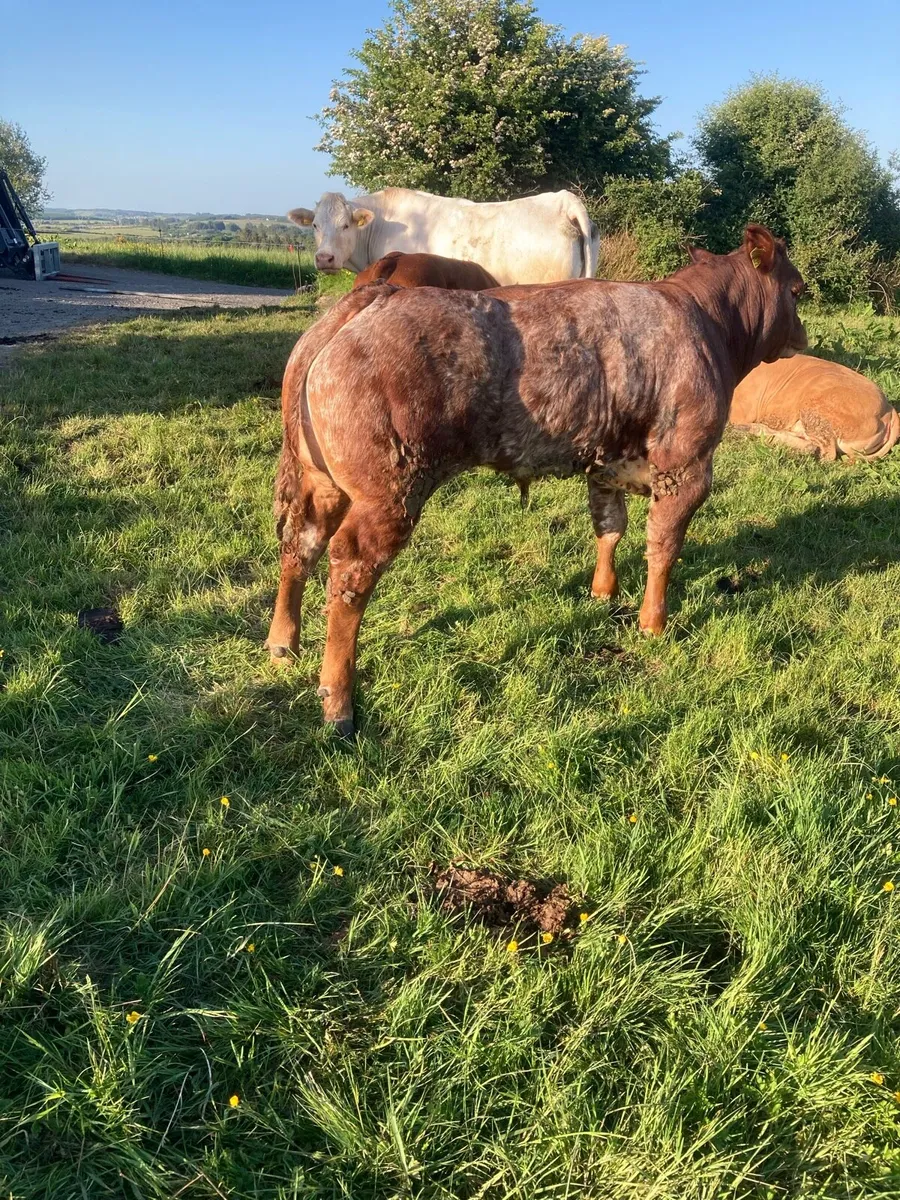 Show calf for sale lm x bb - Image 2