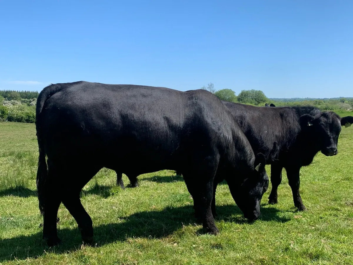 Aberdeen Angus bull - Image 1
