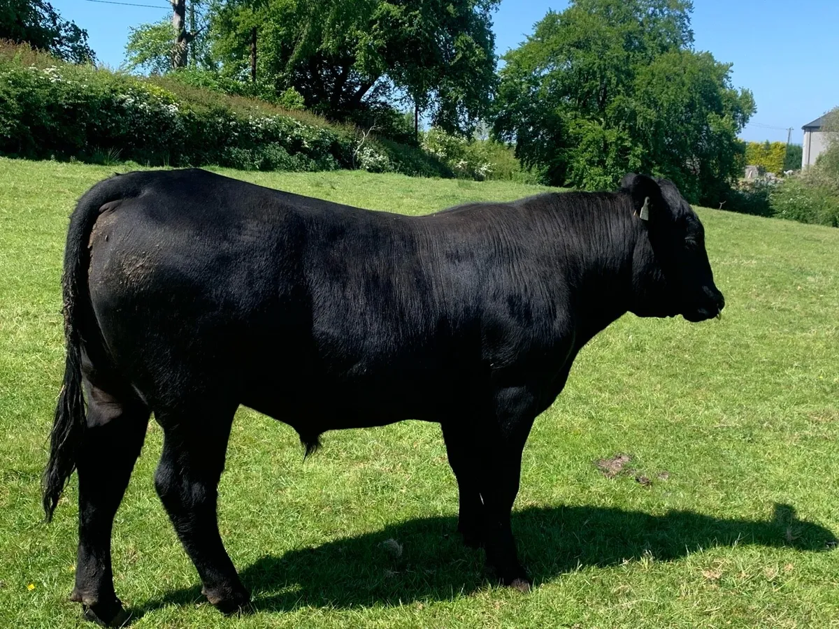 Aberdeen Angus bull - Image 2