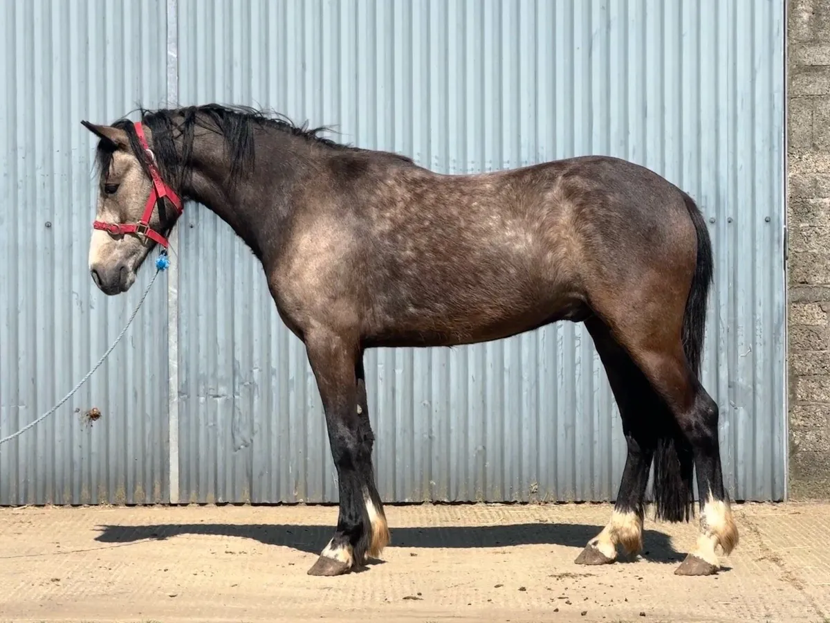 14.2hh Dun gelding - Image 2