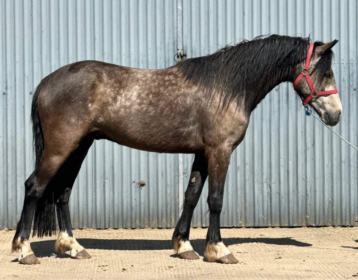14.2hh Dun gelding - Image 1