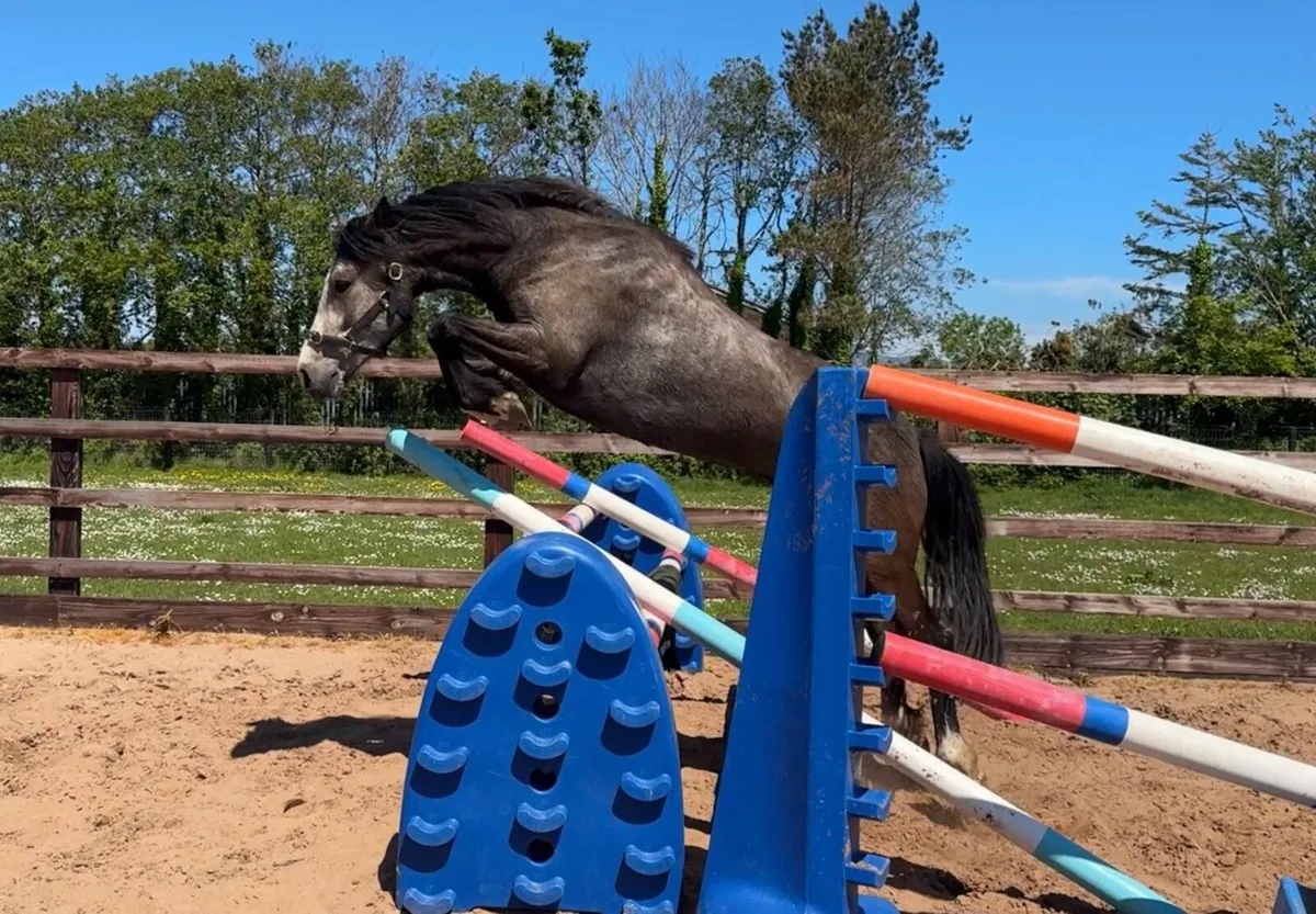 14.2hh Dun gelding - Image 3