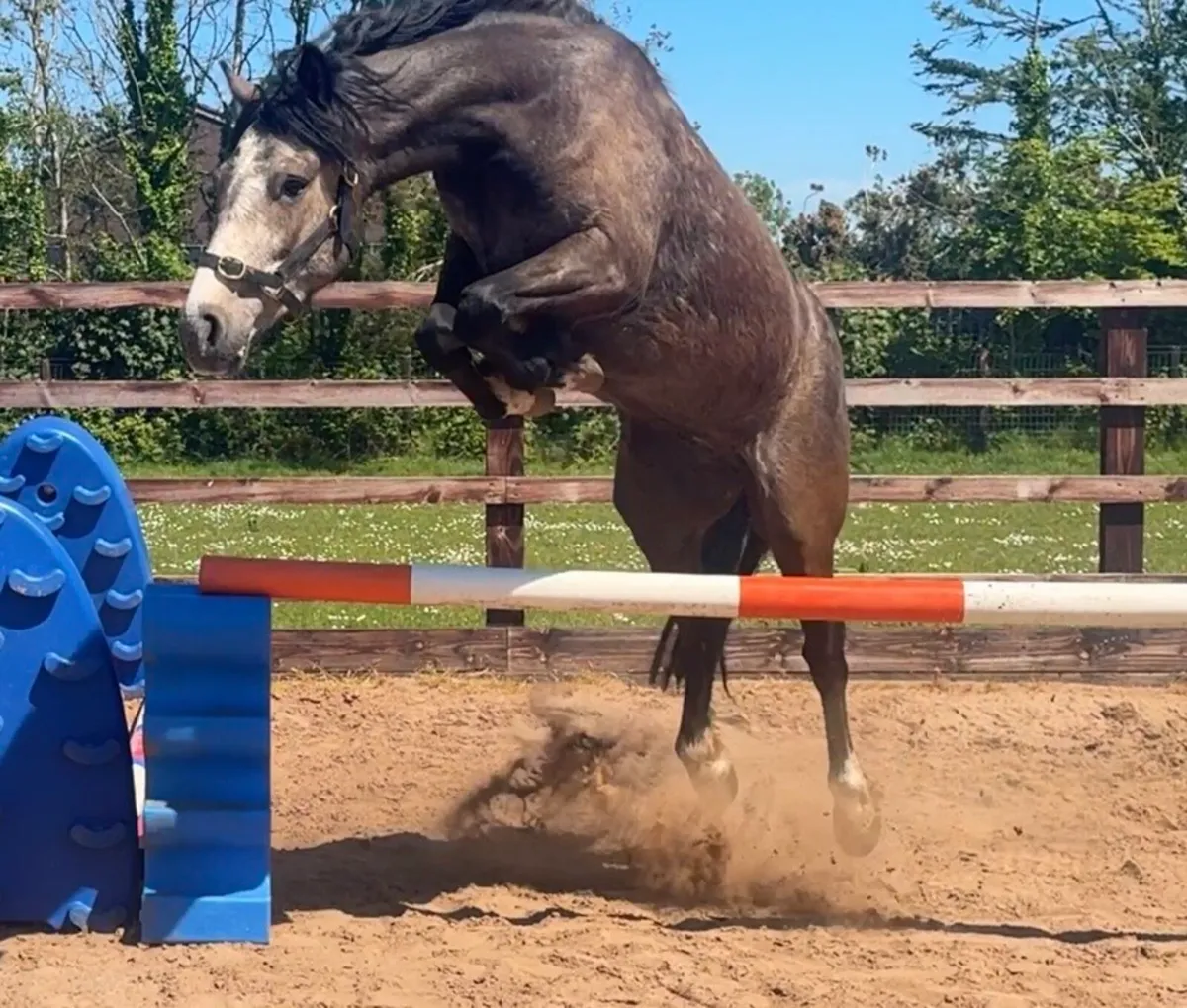 14.2hh Dun gelding - Image 4