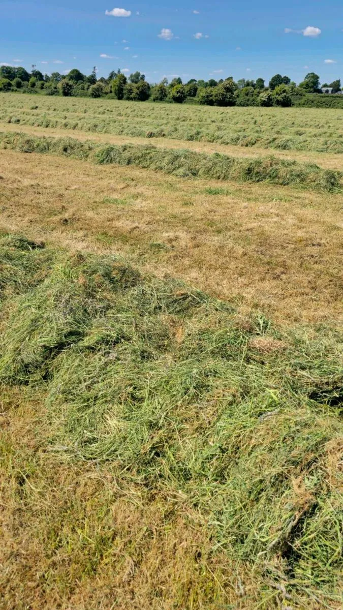 First Cut Silage Bales 2025 - Image 2