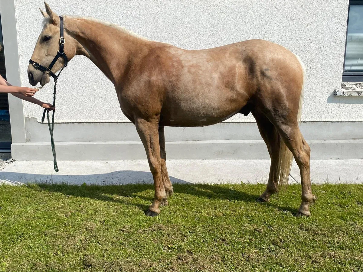 Connemara x tb gelding - Image 1