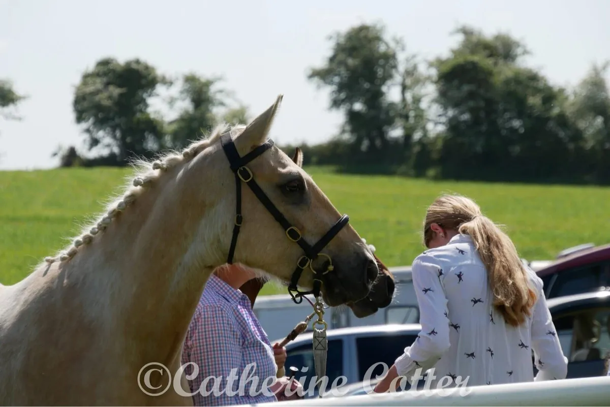 Connemara x tb gelding - Image 2