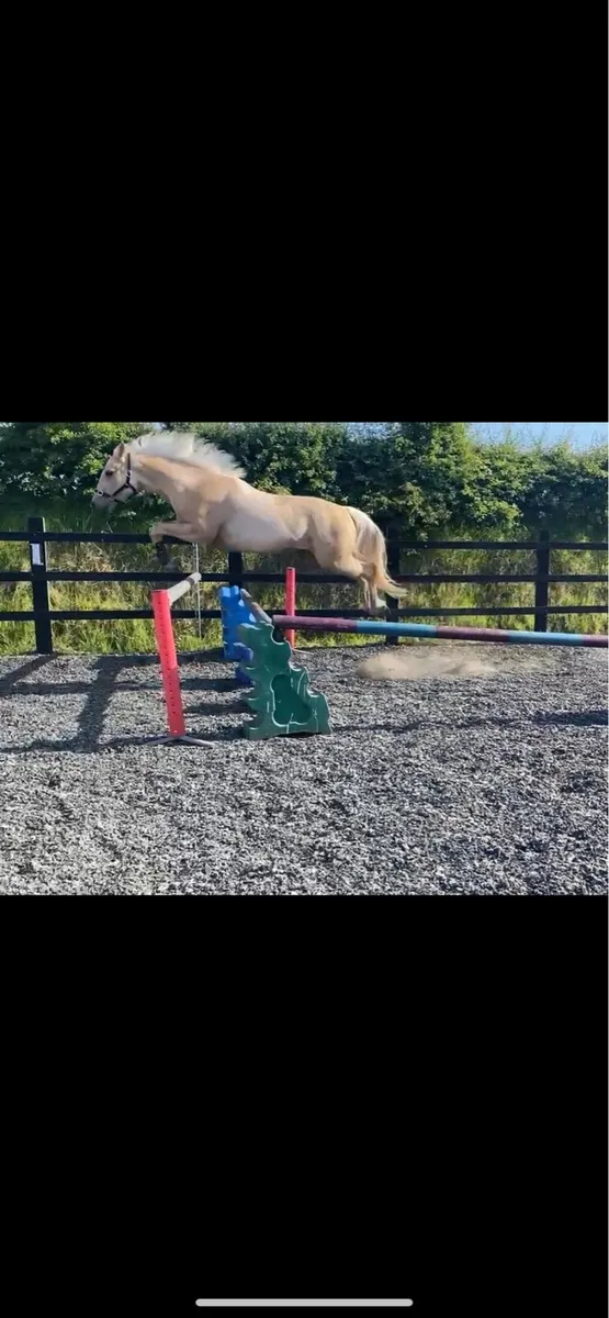 Connemara x tb gelding - Image 4