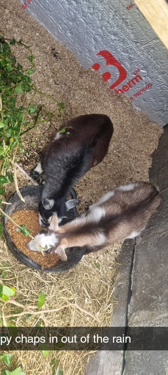 Pet Goats - Image 1