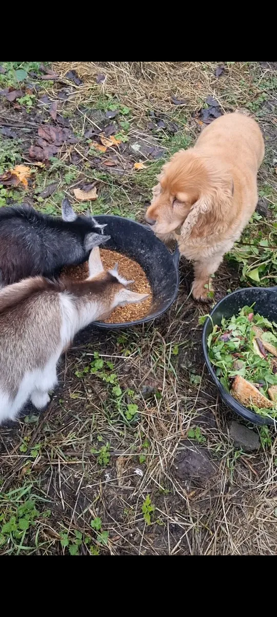 Pet Goats - Image 2