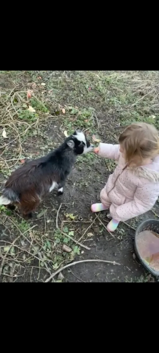 Pet Goats - Image 3